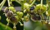 Colletes sp.